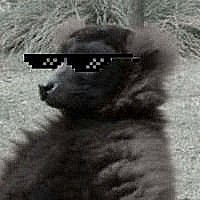 Avatar de 